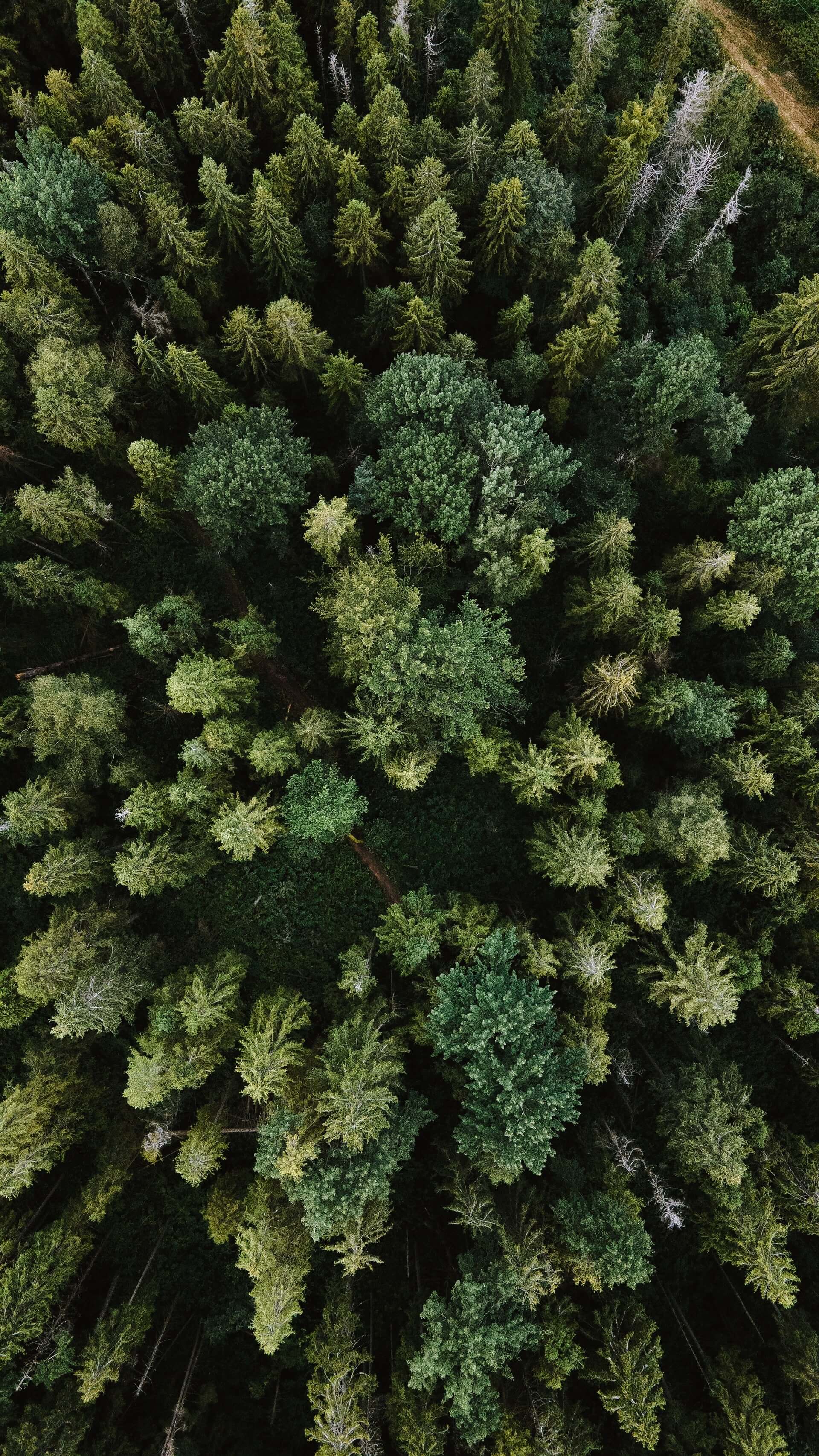 Overhead view of a pine forest