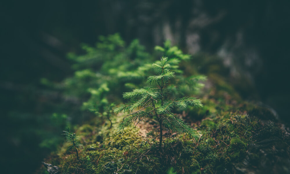 Picture of a tree seedling