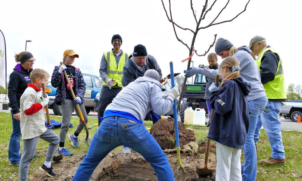 tree planting picture