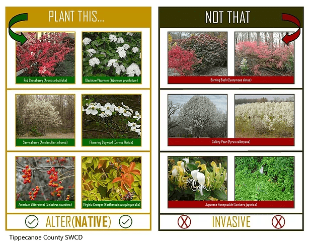 Invasive plants and trees