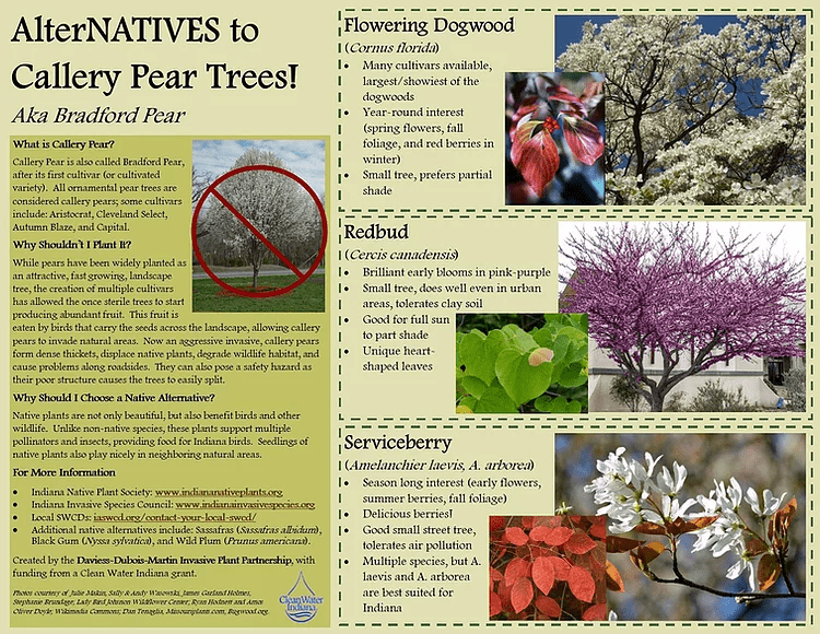 Invasive trees