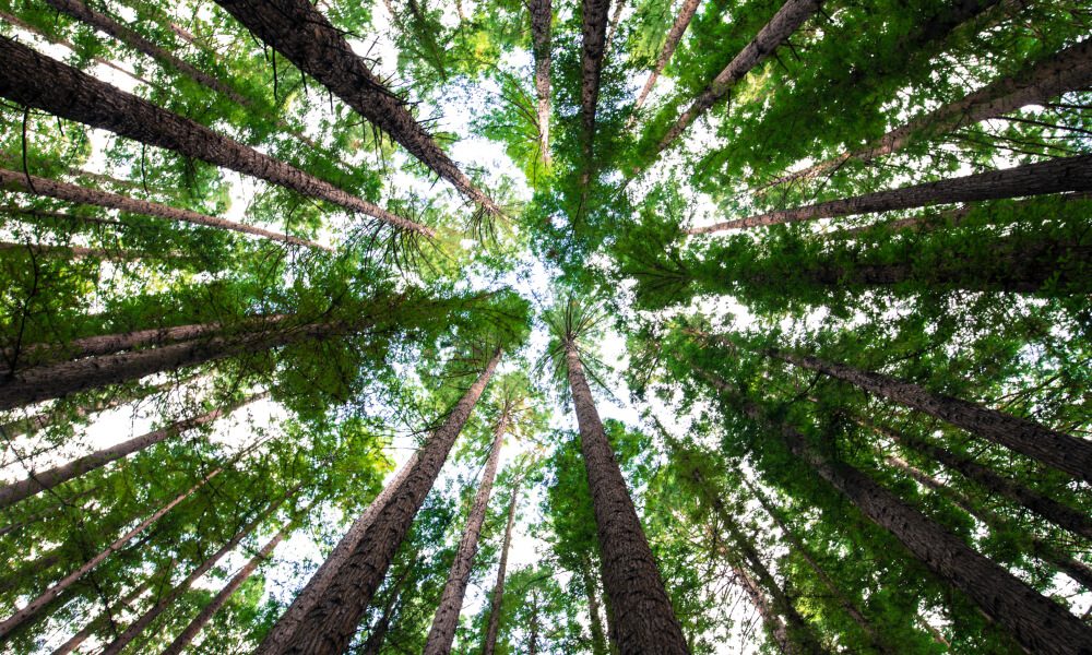 Picture looking up in the woods