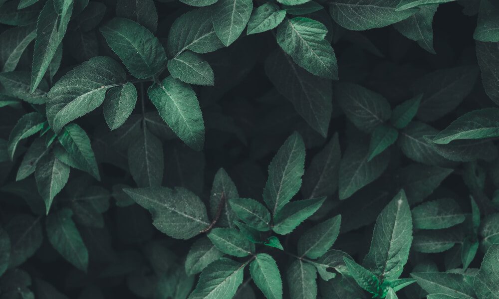 Picture of invasive plant leaves