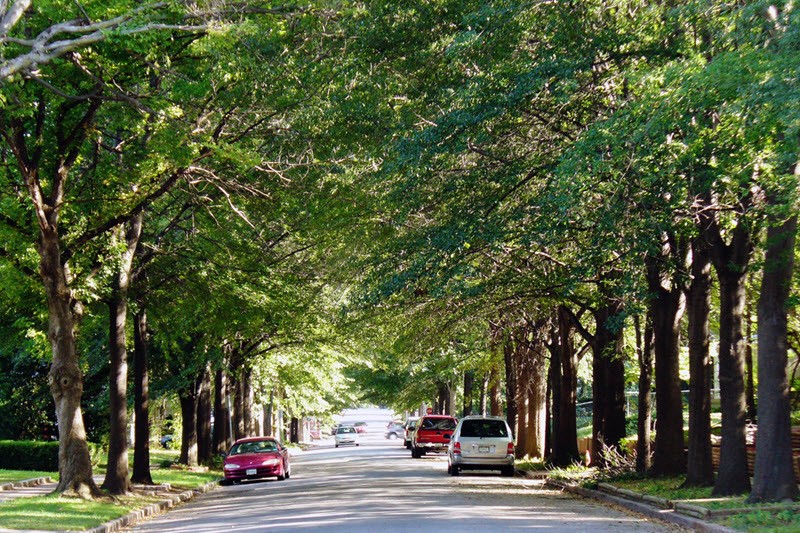picture of tree lined street