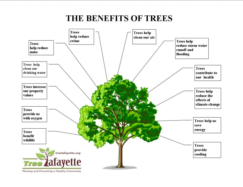 Pictorial about the many benefits of trees