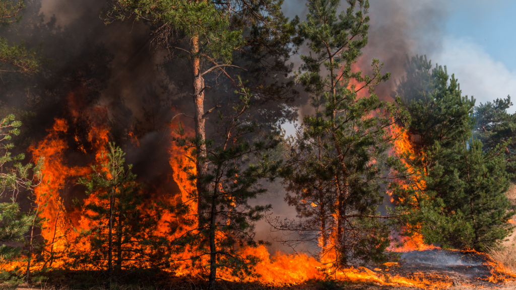 forest fire, global warming