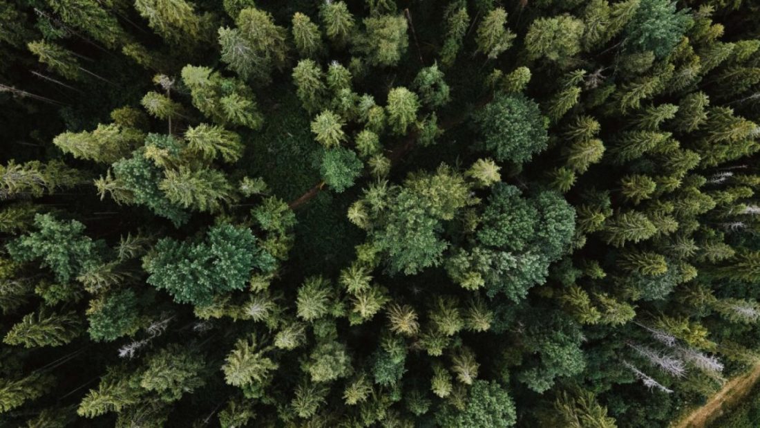 Picture looking down on a forest