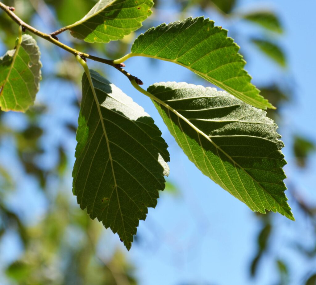 Accolade elm leaves picture