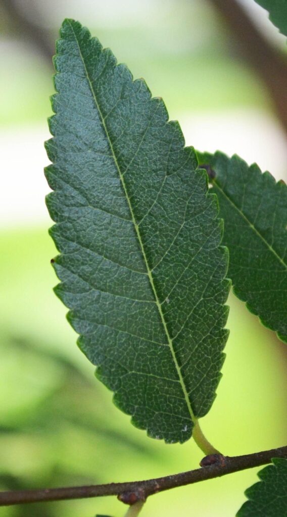 Allee lacebark elm tree leaves picture