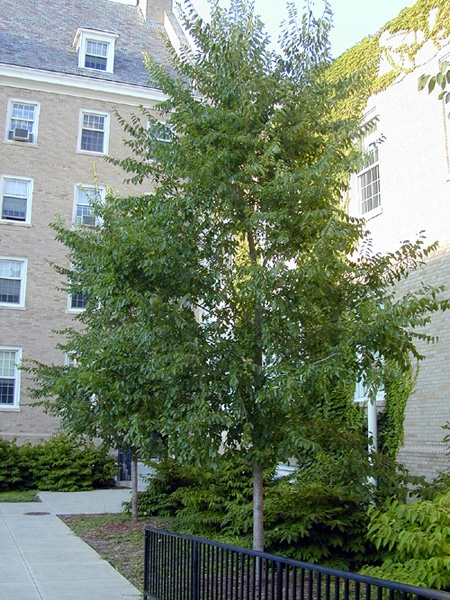 Allee lacebark elm tree picture