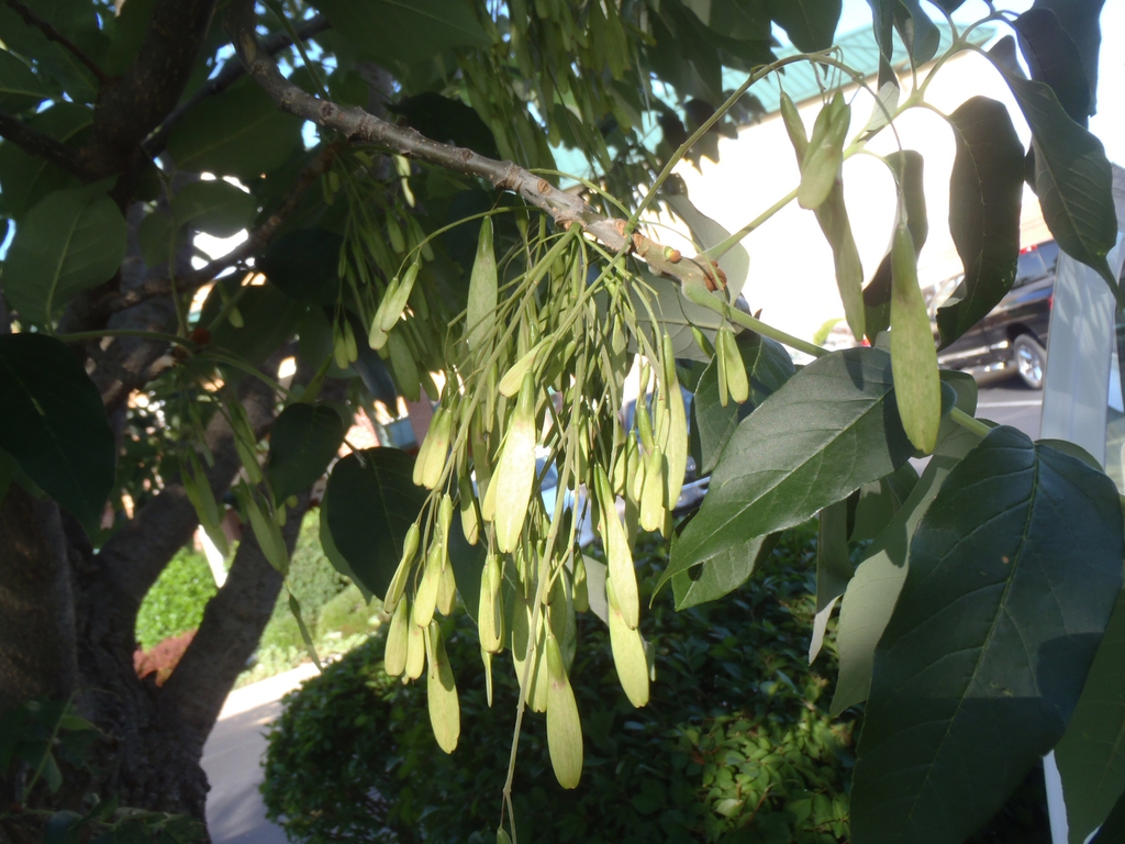 Ash tree fruit picture