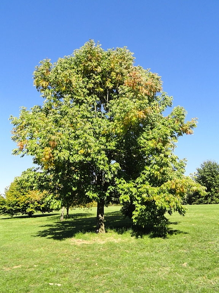 Ash tree picture