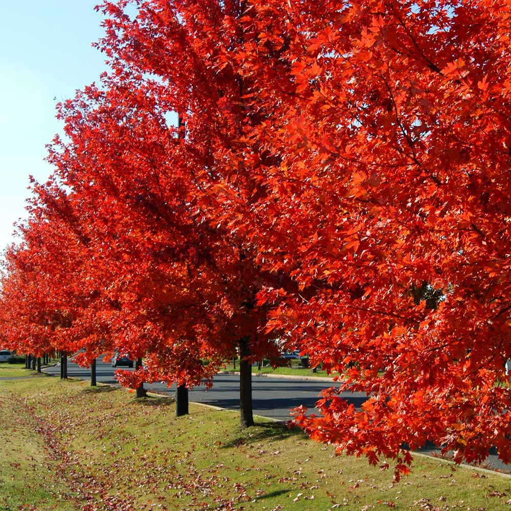 Autumn Blaze Red Maple tree fall picture