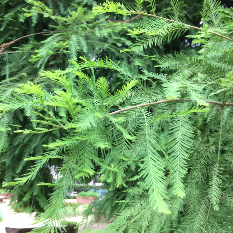 Bald cypress tree leaves picture