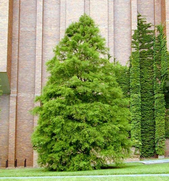 Bald cypress tree picture