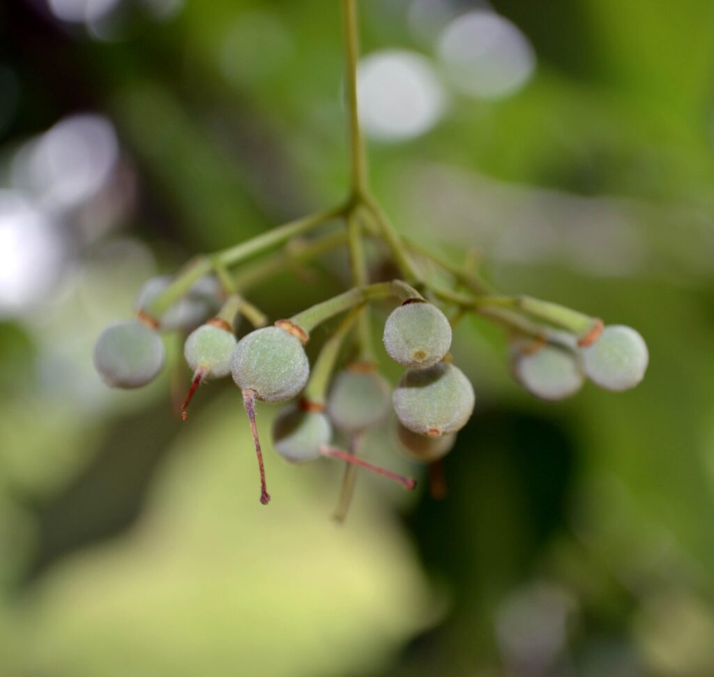 Basswood fruit picture