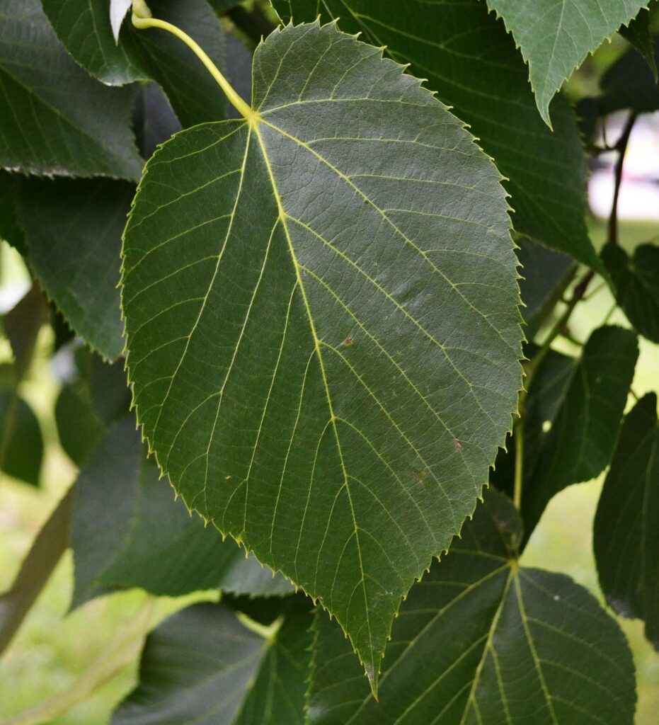 Basswood leaf picture