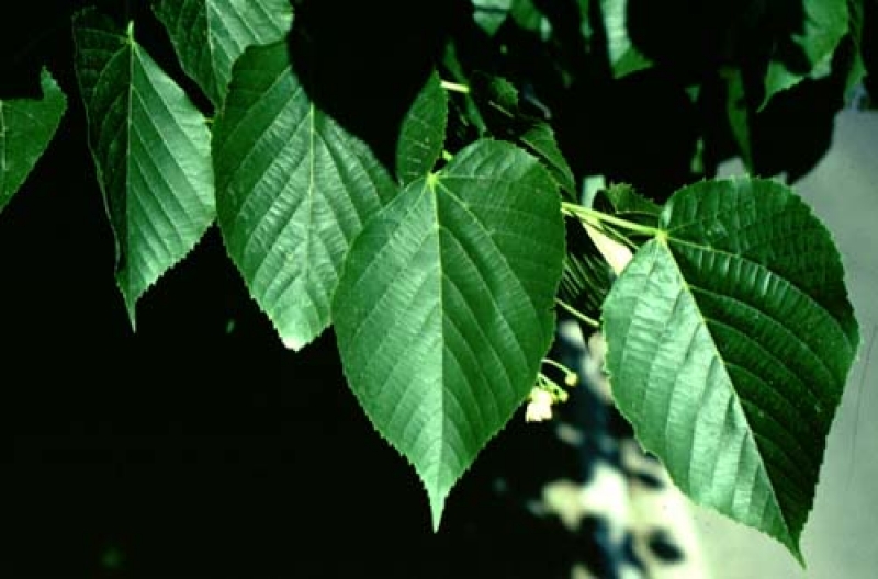 Basswood leaves picture