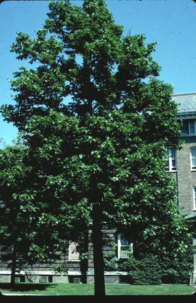 Basswood tree picture