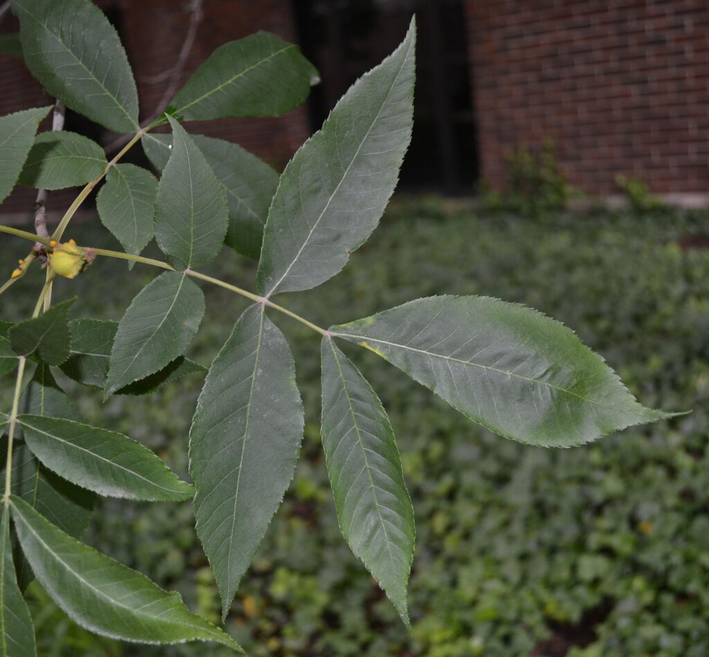 Bitternut Hickory leaves picture