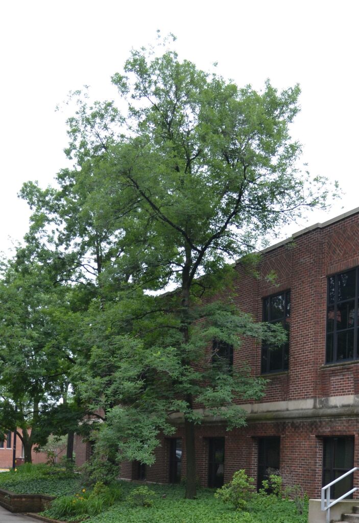 Bitternut Hickory tree picture