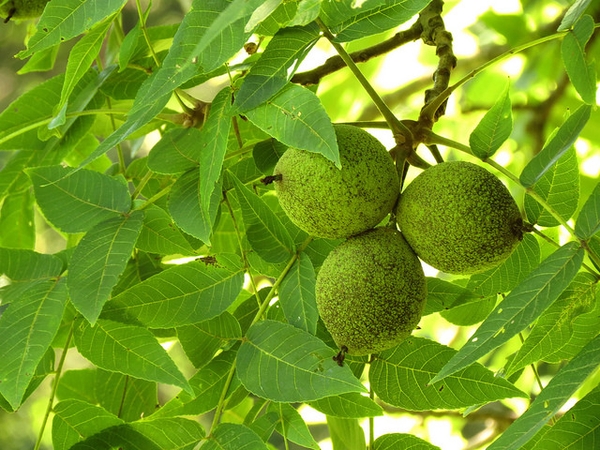 Black walnut fruit picture
