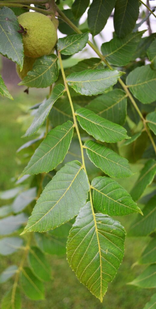 Black walnut leaves picture