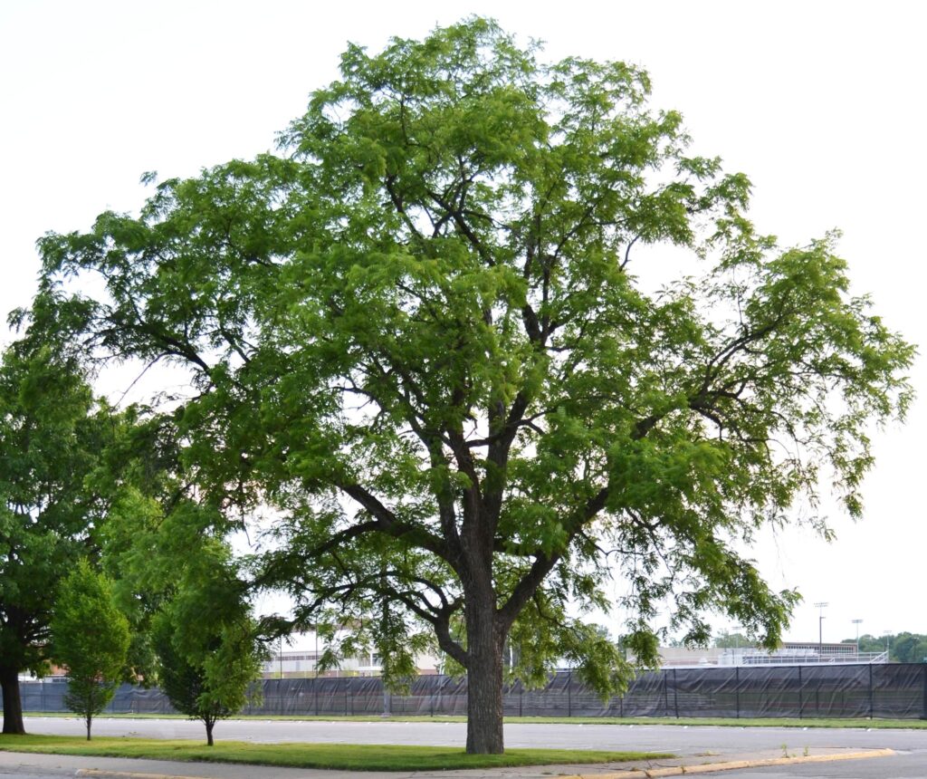 Black walnut tree picture