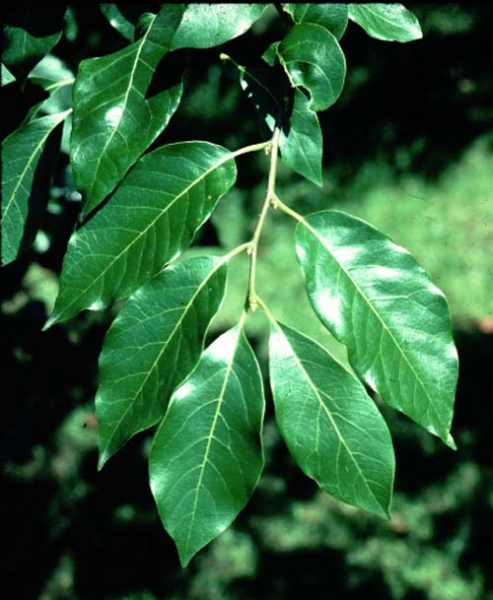 Blackgum leaves picture