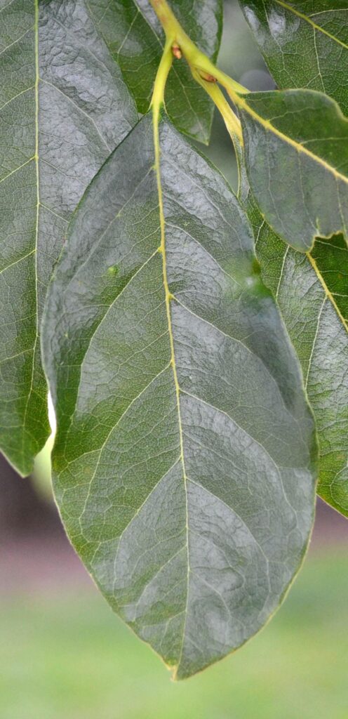 Blackgum leaves picture