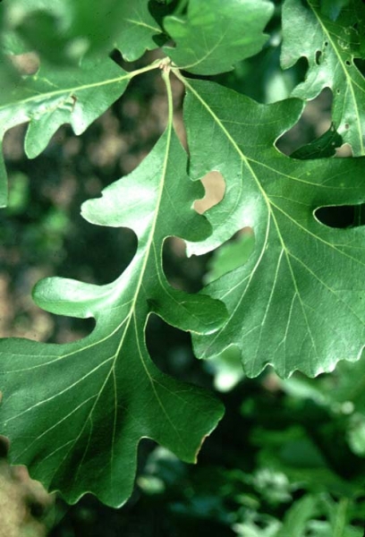 Bur oak leaves picture