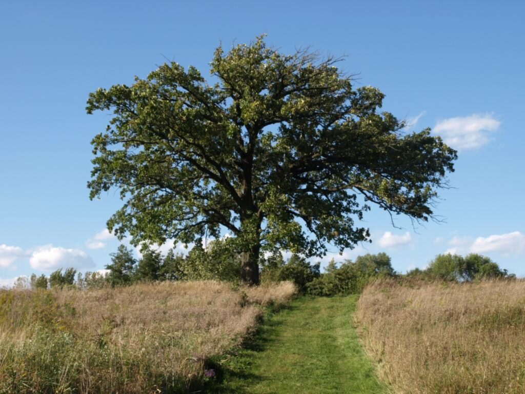 Bur oak tree picture