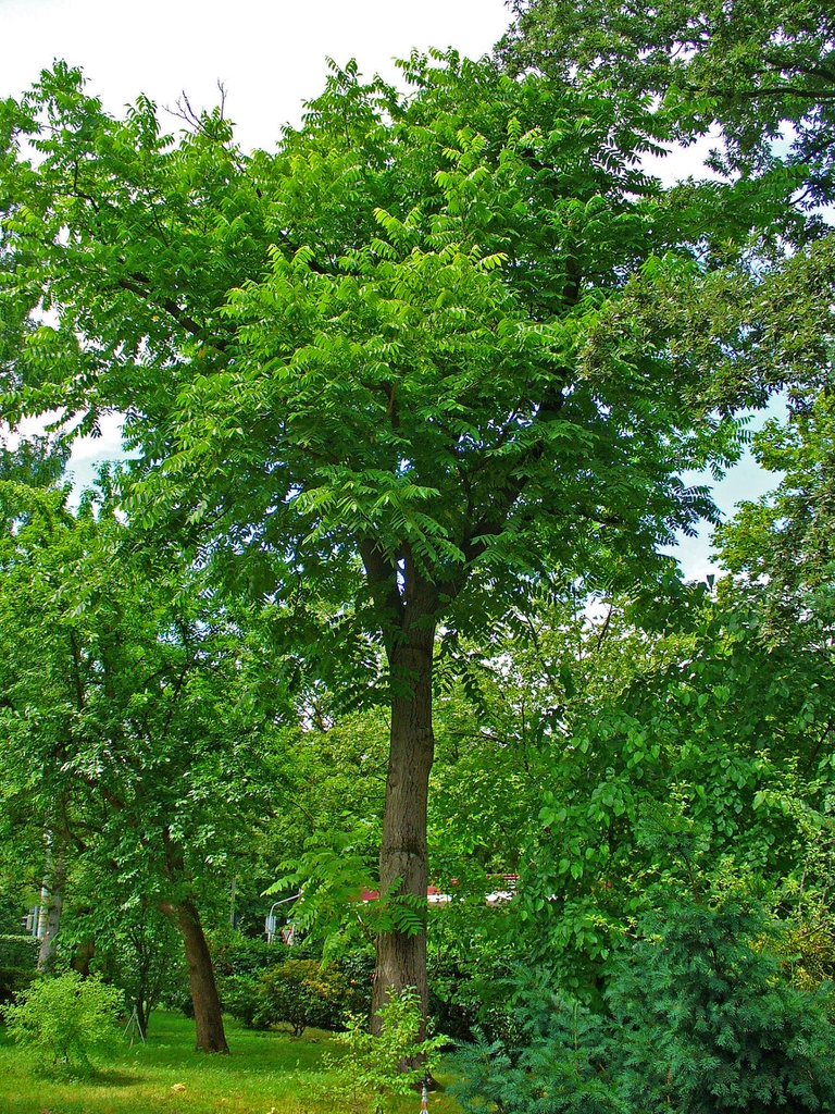 Butternut tree picture