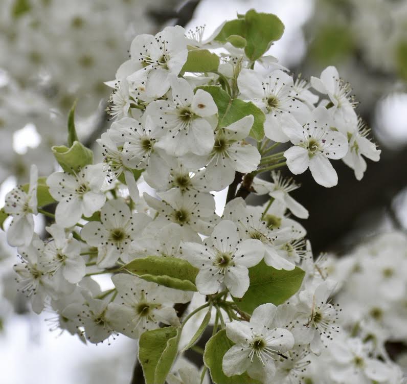 Callery pear flower picture