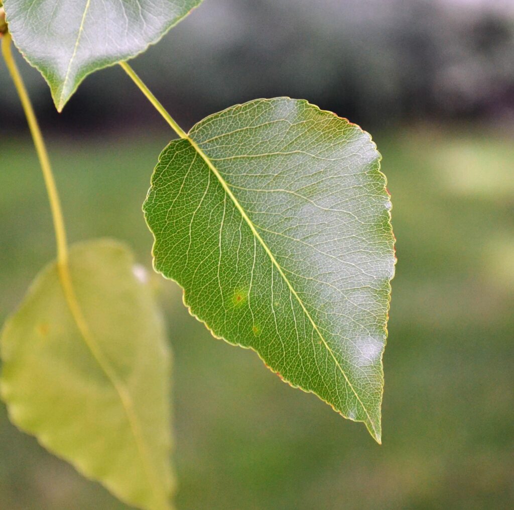 Callery pear leaf picture
