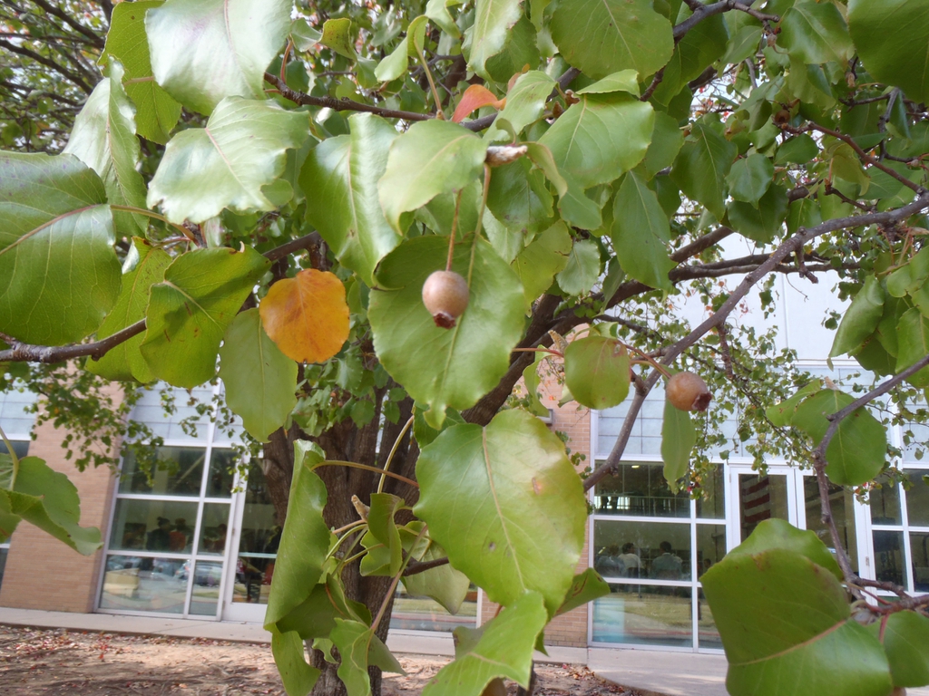 Callery pear tree leaves picture