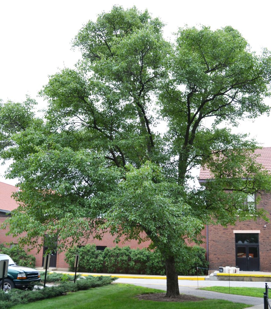 Callery pear tree picture