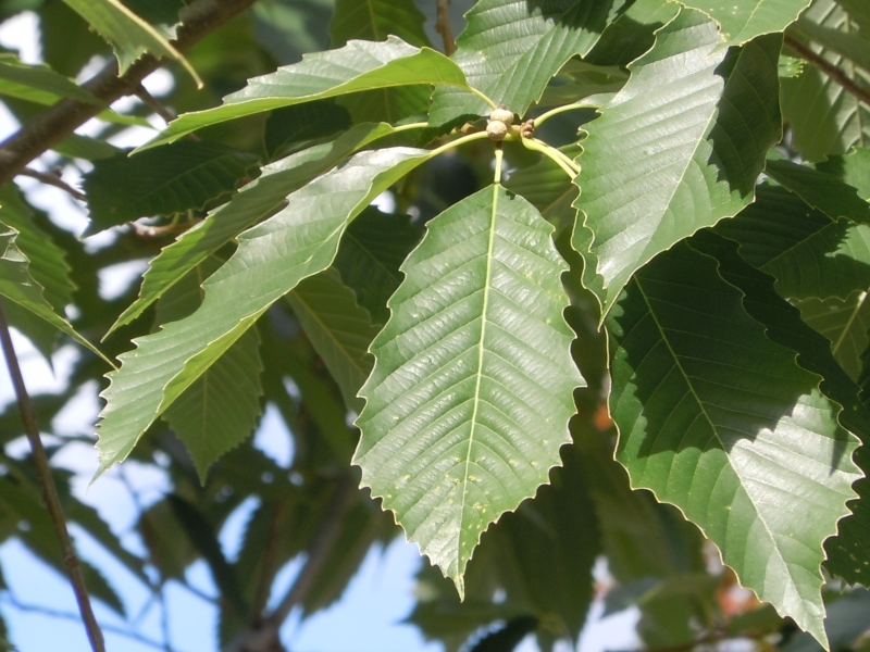 Chinkapin oak leaves picture
