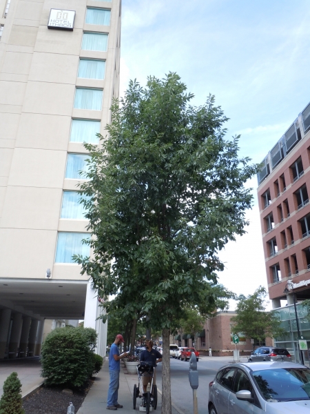 Chinkapin oak tree picture