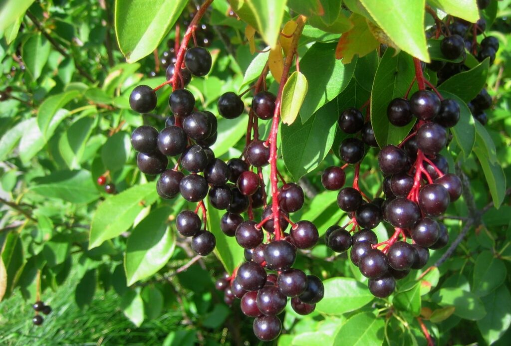 Chokecherry tree fruit