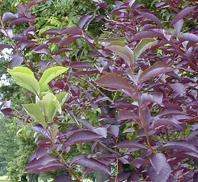 Chokecherry leaves picture