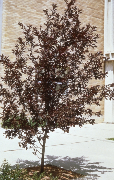 Chokecherry tree picture