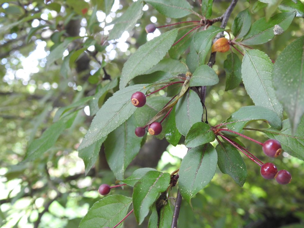 Crabapple leaves picture