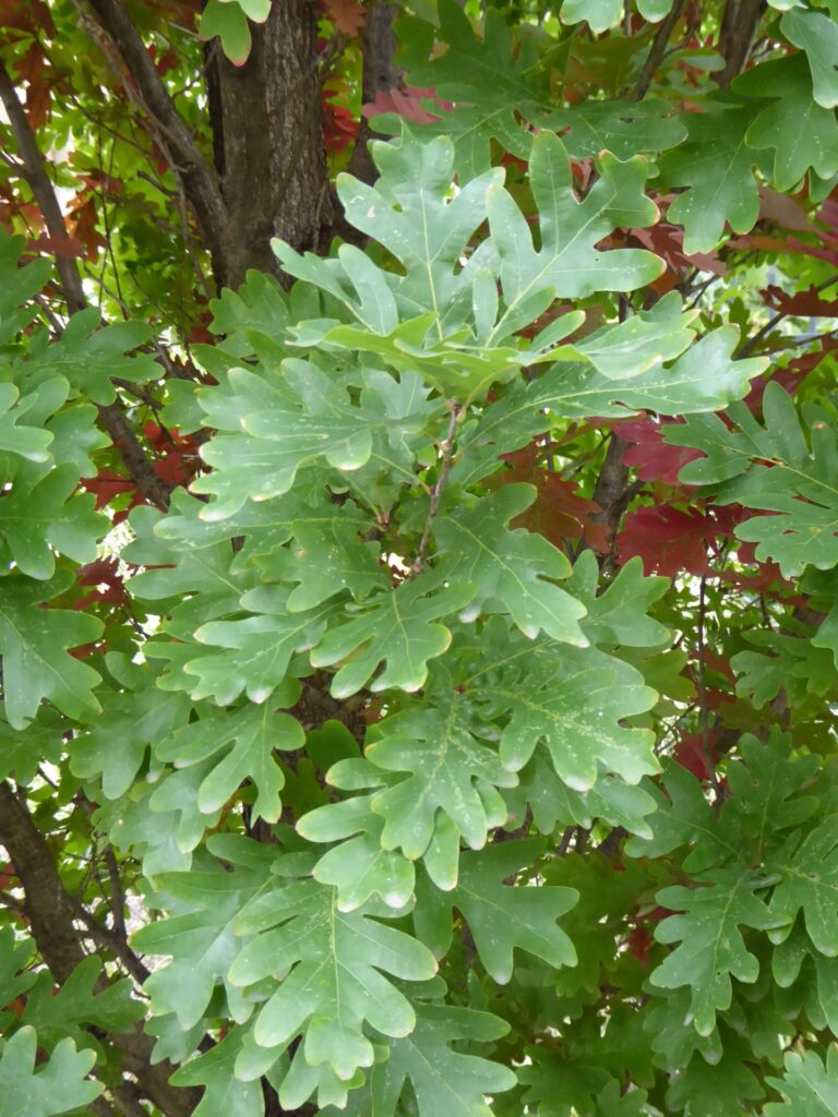 Crimsome Spire oak tree leaves picture