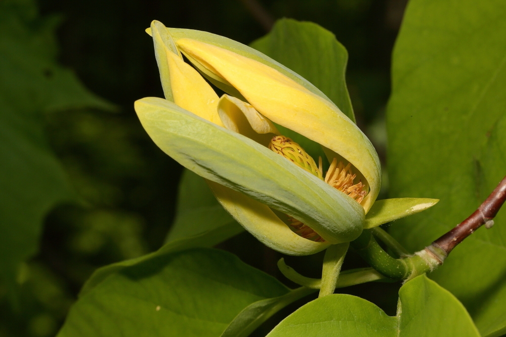 Cucumber magnolia flower picture