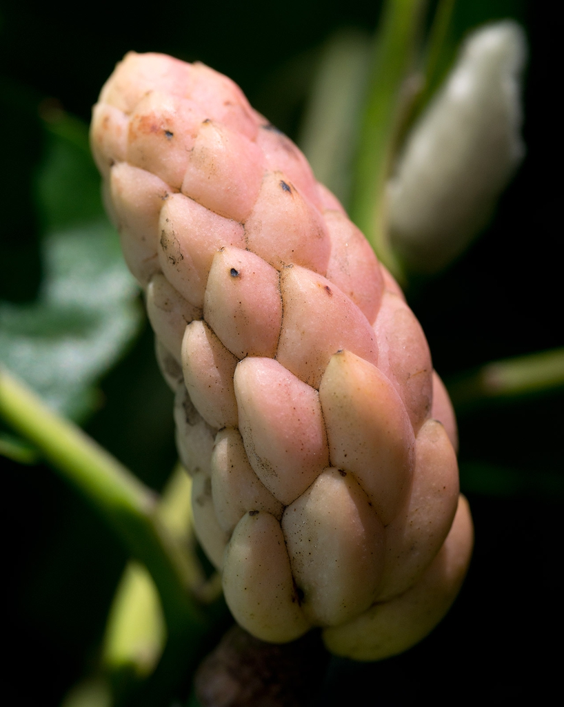 Cucumber magnolia fruit picture