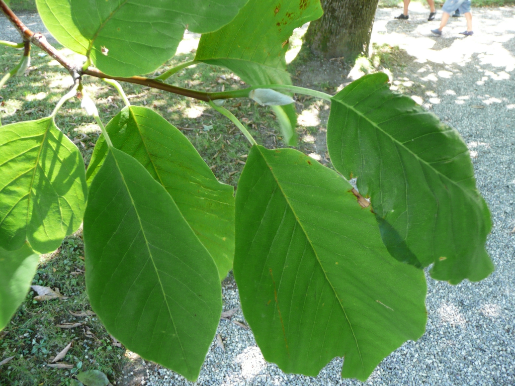 Cucumber magnolia leaves picture