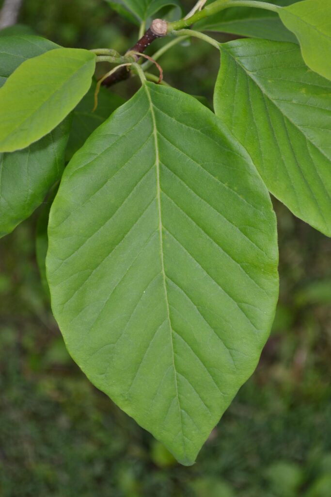 Cucumber magnolia leaves picture