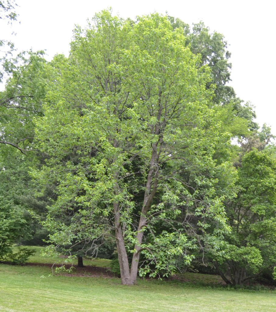 Cucumber magnolia tree picture