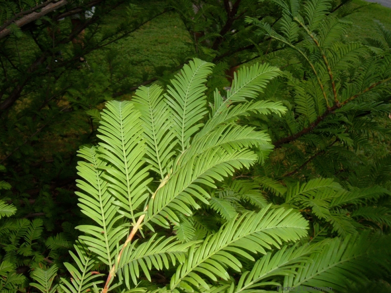 Dawn redwood leaves picture